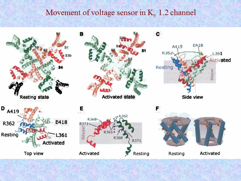 Movement of voltage sensor in Kv 1.2 channel